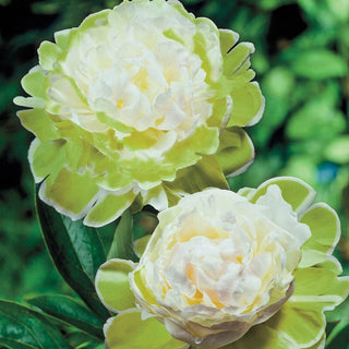 Green Halo Peony